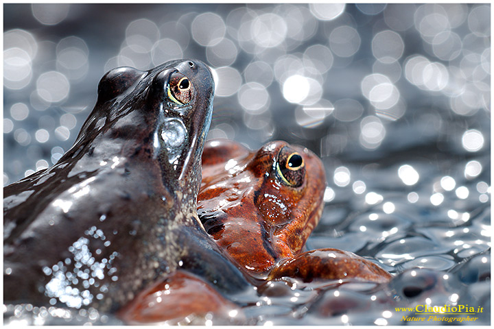 rana temporaria, rana alpina, common frog, rana_bermeja, val d Aveto, mating, deposizione uova, ovature